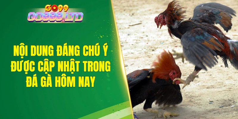Các nội dung đáng chú ý được cập nhật trong đá gà hôm nay