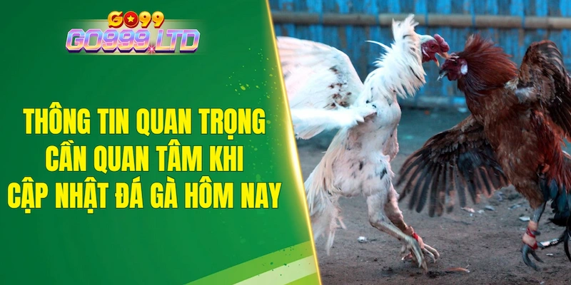 Các thông tin quan trọng cần quan tâm khi cập nhật đá gà hôm nay
