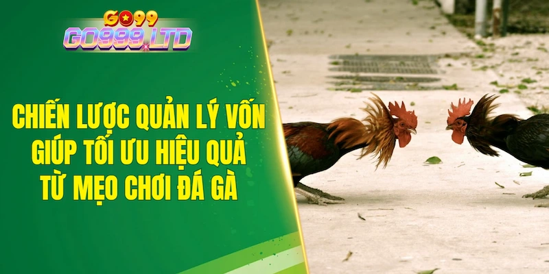 Chiến lược quản lý vốn giúp tối ưu hiệu quả từ mẹo chơi đá gà