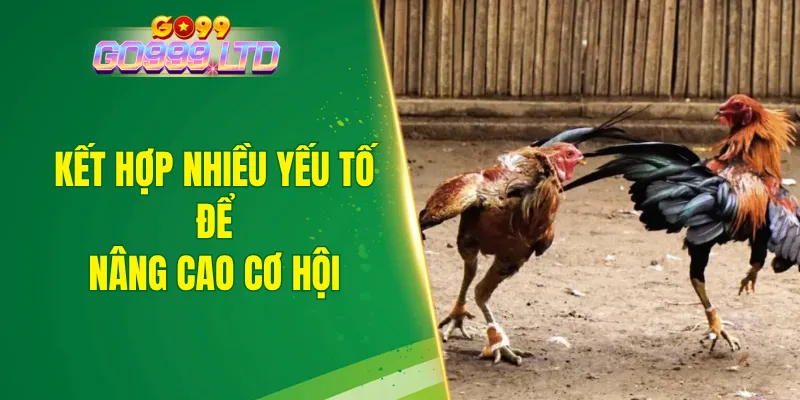 Kết hợp nhiều yếu tố để nâng cao cơ hội nhận thưởng tại đá gà GO99