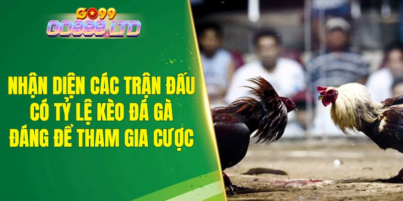 Nhận diện các trận đấu có tỷ lệ kèo đá gà đáng để tham gia cược