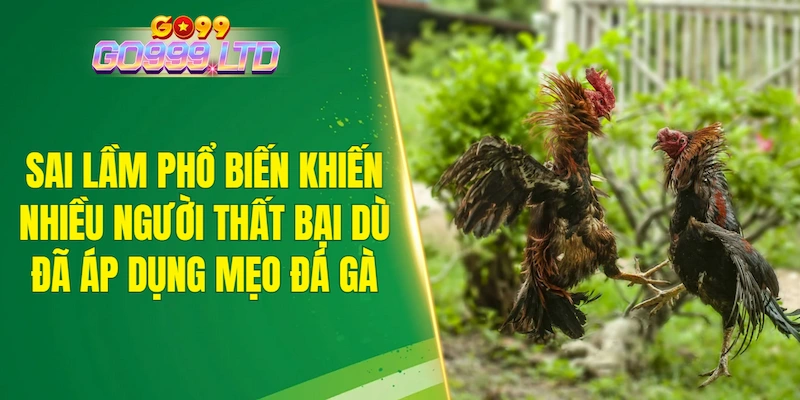 Sai lầm phổ biến khiến nhiều người thất bại dù đã áp dụng mẹo chơi đá gà