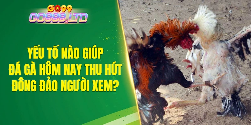 Yếu tố nào giúp đá gà hôm nay thu hút đông đảo người xem?